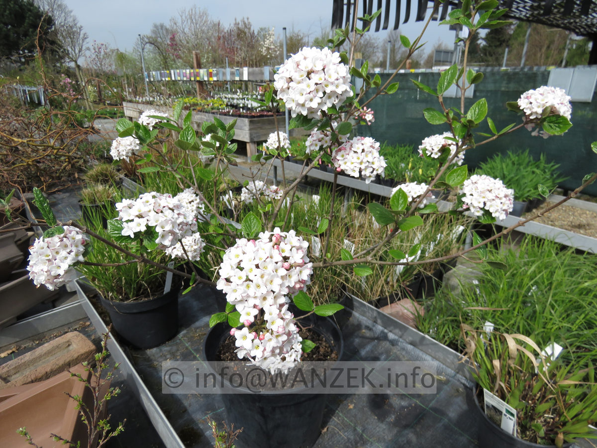 Viburnum burkwoodii Anne Russell 01 jung bluehend.JPG